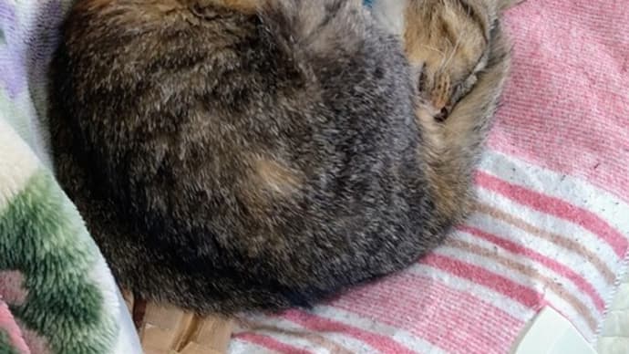 猫類補完計画の危機は容易にフォローできた