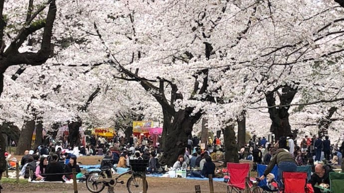 【24/4/6 埼玉の桜は?】大宮公園が、満開~!!