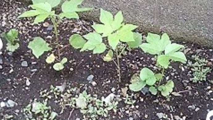 雨で植物元気なし