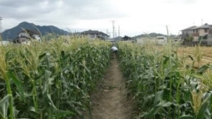 とれたてのとうもろこし
