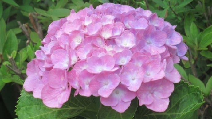 ピンク色の紫陽花
