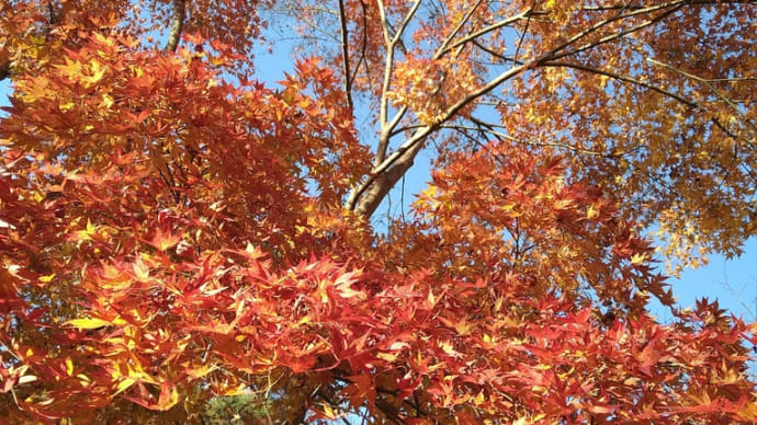 晩秋の野山へ
