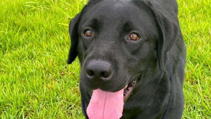 ☆☆☆ 産後の母犬~仔犬たちの予防注射