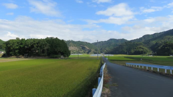 10月のパパイア
