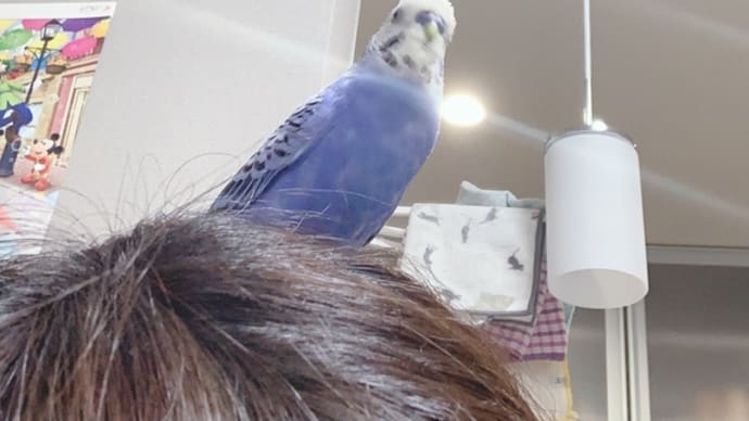 ついてない日