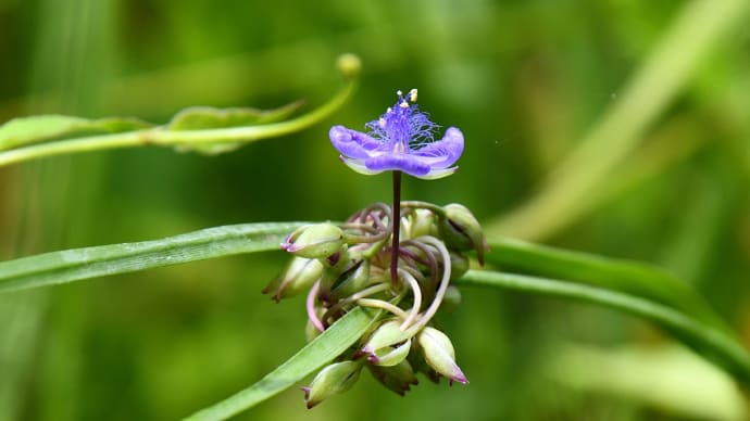 ◆「紫露草」を目指して十枝の森を再訪
