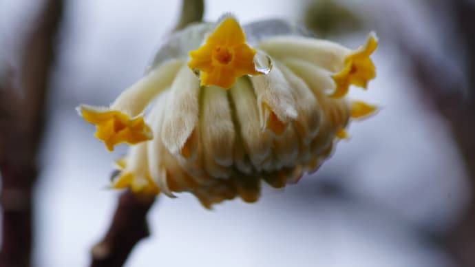 ●我が家の2月の花(14) ミツマタ開花し始め シラー・チューベルゲニア オキザリス・パーシーカラー クリスマスローズ