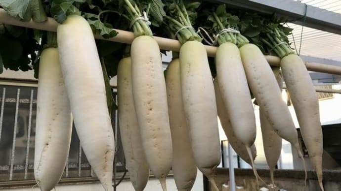 たくあん漬け用だいこんの収穫、洗い、干し