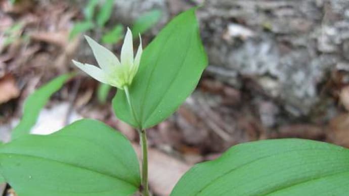 宮崎草餅/父が摘むあやしき草も籠の中