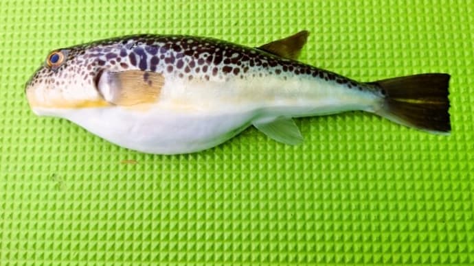 2023年初のショウサイフグ狙い(2023年5月21日)