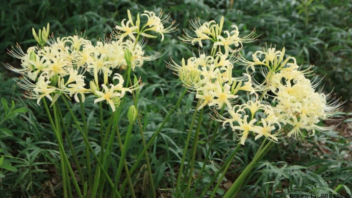 「曼殊沙華 白×4枚。」