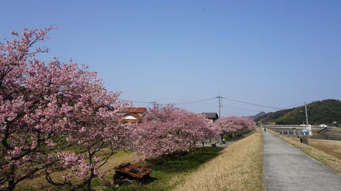 島根県春殖地区　河津桜