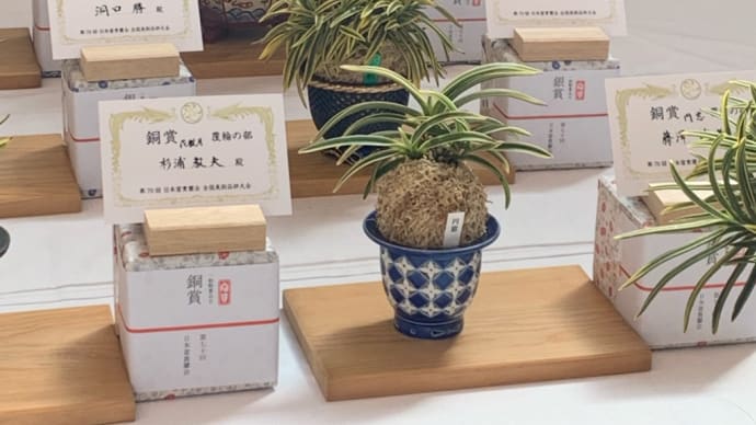 第70回日本富貴蘭会美術品評全国大会 展示品