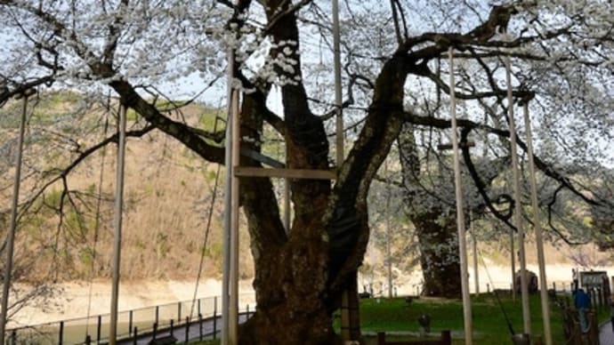 枯らしちゃならない「荘川桜」の現状