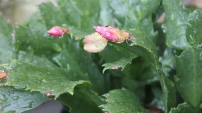 豚肉の野菜巻き☆マスクの問題じゃないのに