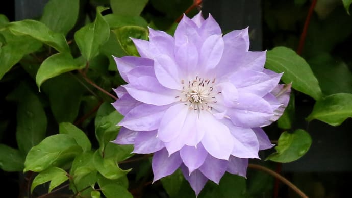 初夏の花 クレマチス・ポピー・芍薬1