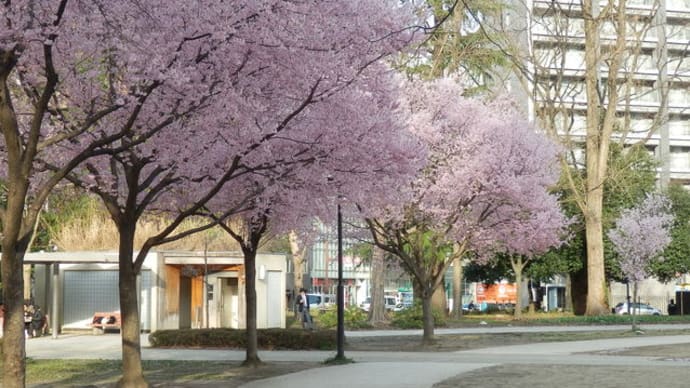 桜めぐり（９）　錦町公園とPatisseries Glaces Kisetsu のエクレアプレート