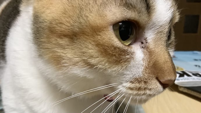 マグロ漁船の出航見学