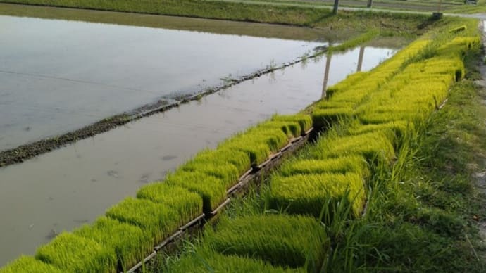 休足して田植えで筋トレ
