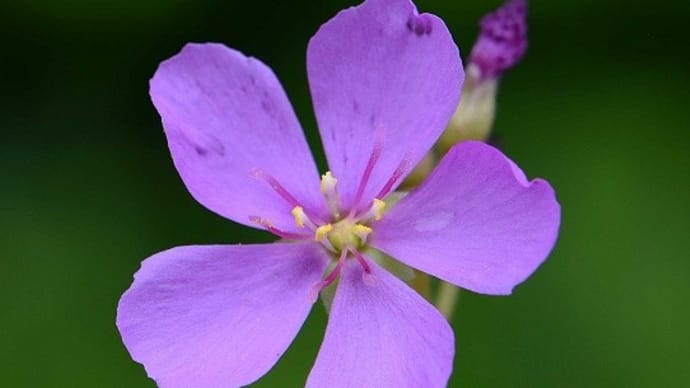 鉢植えの食虫植物(2) アフリカナガバモウセンゴケ