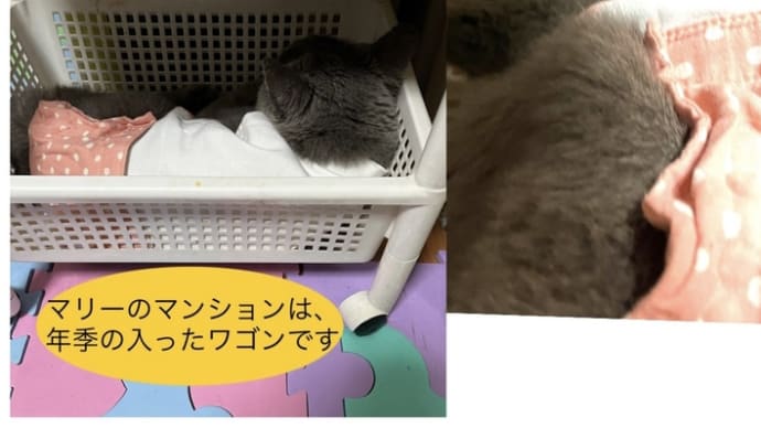 ニャンコってさぁ、モノを大事にするよね。それからね、ニャンコのアピールに、みんな気づいてる?