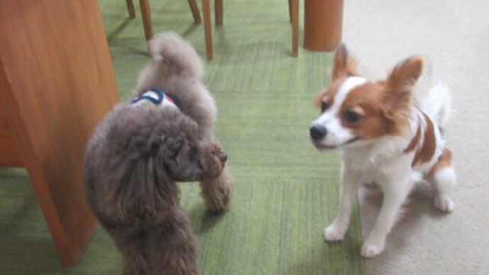 2023/11/30 犬の幼稚園BuddyDog