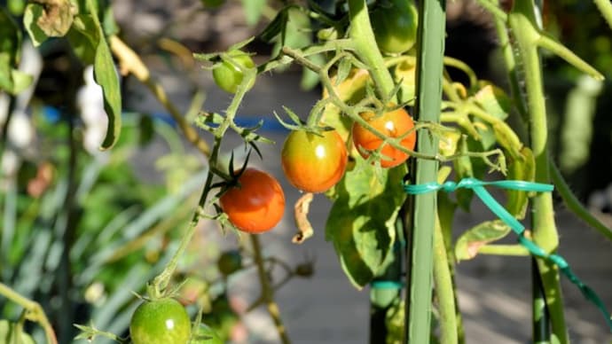 ベランダ菜園のミニトマト