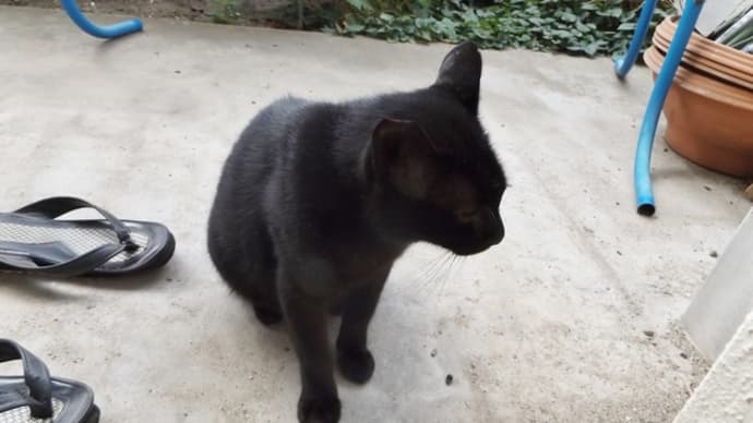 えっ 猫だ