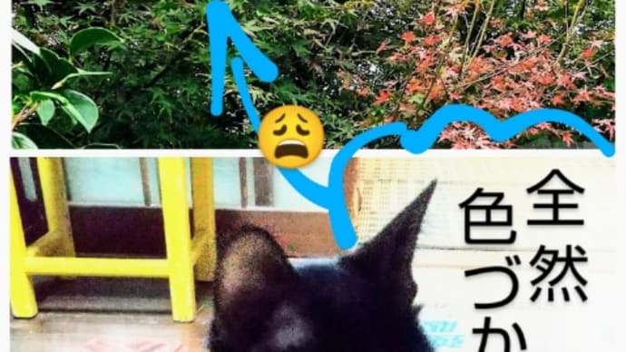水曜日クラス(11月まとめ)ヤンす💓 ①