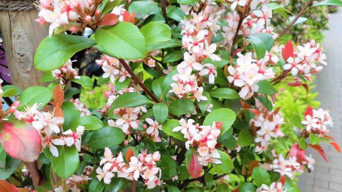 お花で一休み（１４１）  大島紬の染料となる木