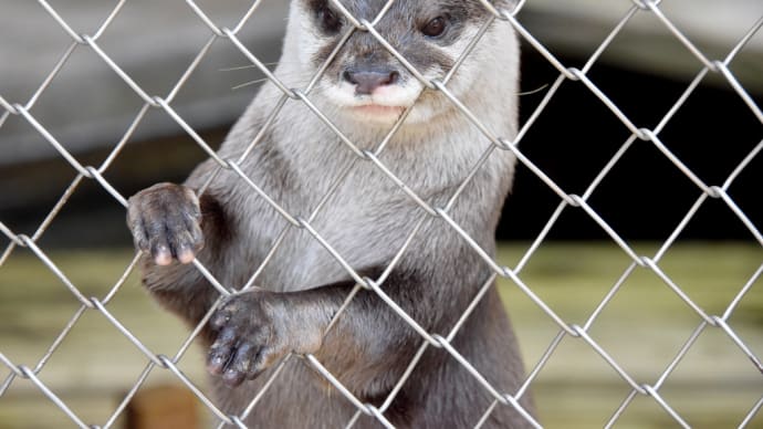 カワウソさんとロバさんのお見送り