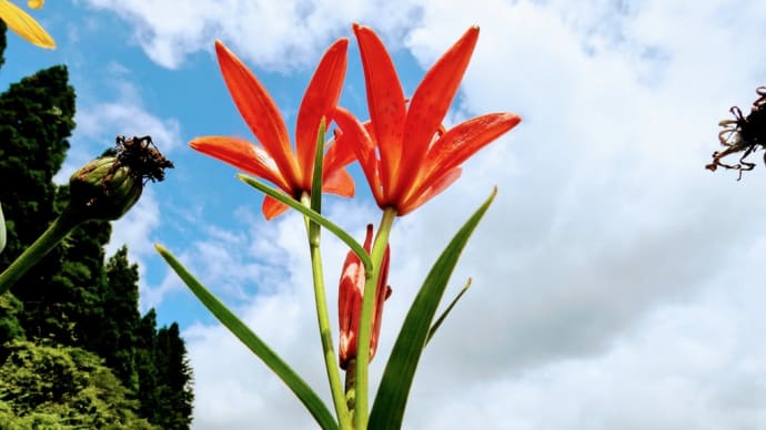 ヒメユリほか湿原の花