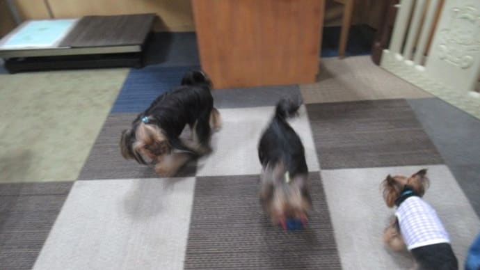 21/05/17 犬の幼稚園BuddyDog