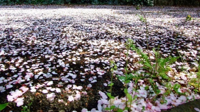 山桜は終花に