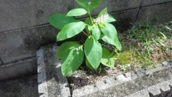 怪しい草花