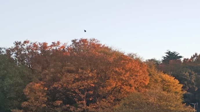 霜月〆。夕焼けに映える森林とグラデーションの空に金星