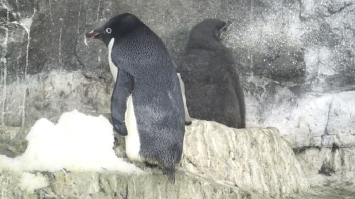 何ペンギンのヒナ？　５