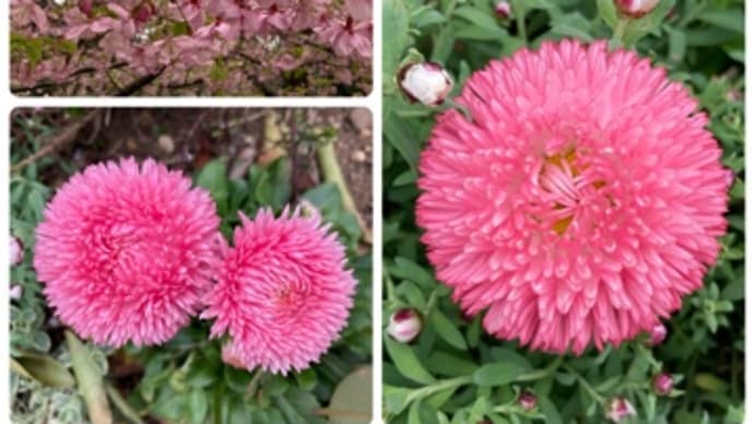 チロリアンデージーとカランコエと河津桜