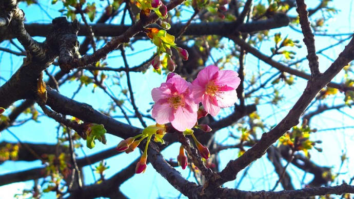 初桜と古語辞典