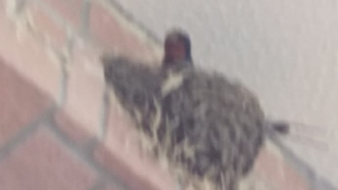 何年か振りにツバメ。