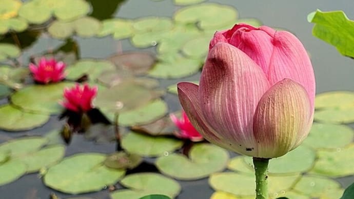 花はす公園へ