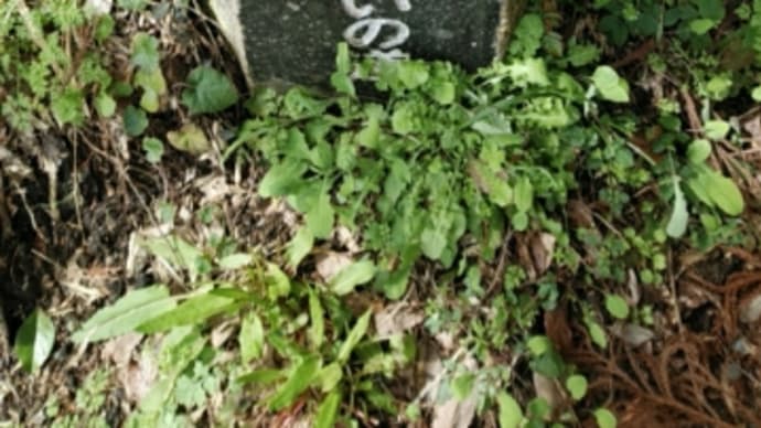 20200315 ちょっとアドベンチャラス体験 小湊鐵道沿線を歩いた 月崎駅~高滝神社を往復