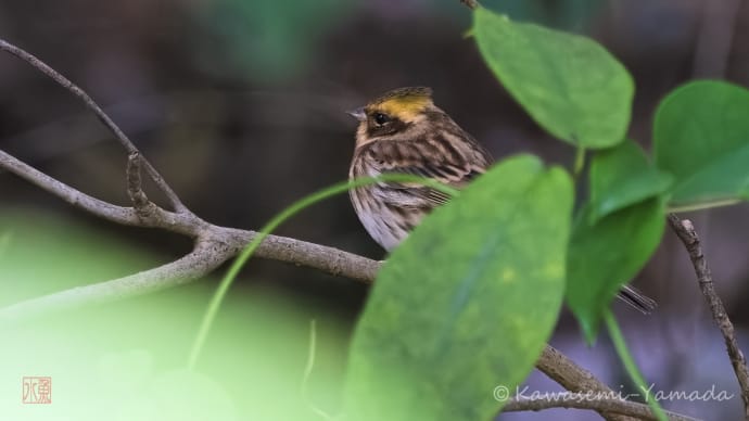 冬鳥探し、難航してます。