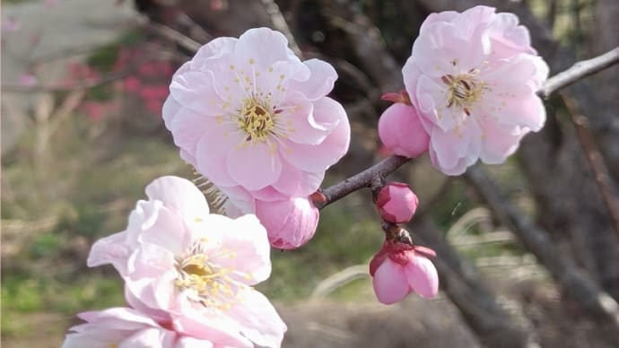 寄せ植えのお手入れ*傷んだ下葉を取り除く