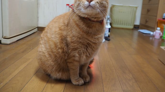 手打うどん田吾作へ行くのだー(´▽`)ノ