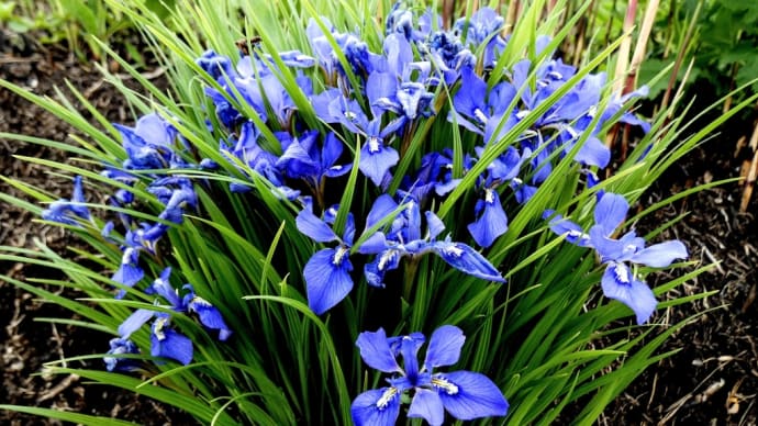 エヒメアヤメほか久住高原4月の野草