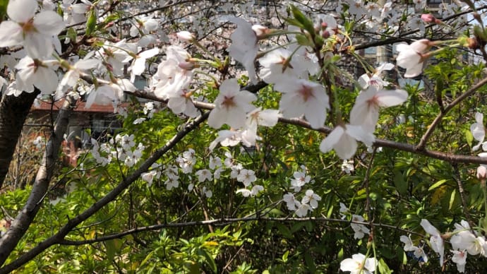 桜咲き 義母とお花見 日曜日
