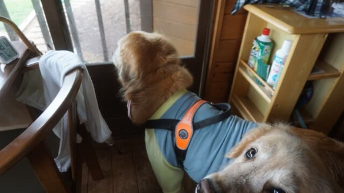 どうする冷凍庫のストック