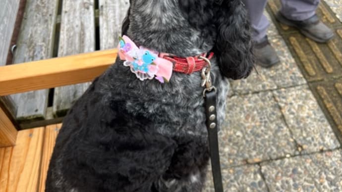 いつもの暮らしはベス🐕🦺との散歩から‥‥バンコクから帰ってきて