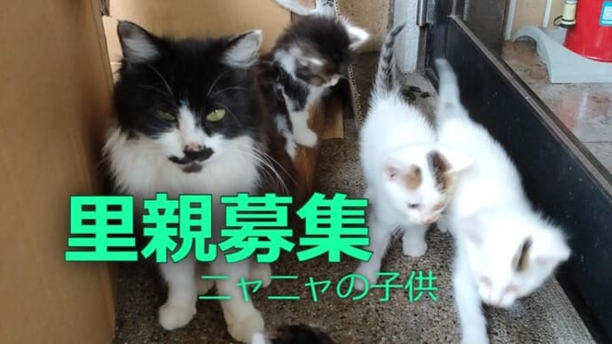 ハナ(ニャニャ)の子供達 ~ 2021年4月20日生まれ:里親募集中